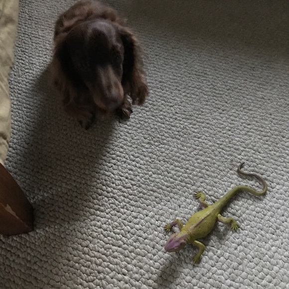 Meet your Posher, Angela - Picture 2 of 2